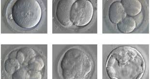 GREEN LIGHT FOR GENETICALLY MODIFIED EMBRYOS IS SCIENTIFIC PROGRESS FOR THE WORLD