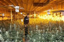 Cannabis Factory In Blackpool it took police two days to clear