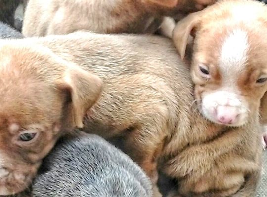 Essex Police Called Over Puppies Sold For crack