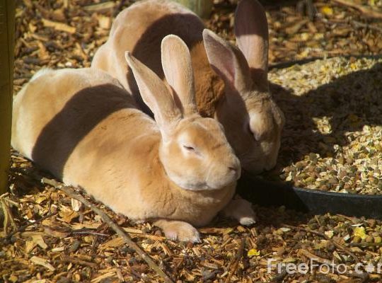 Polish government asks citizens to multiply like Rabbits