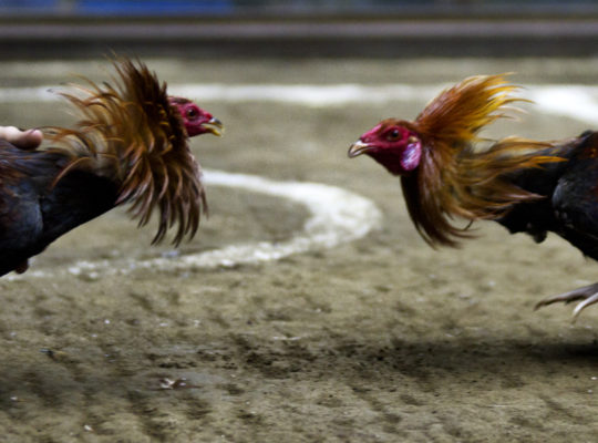 Essex Men Found Guilty Of Staging Cock fighting In Seven Kings
