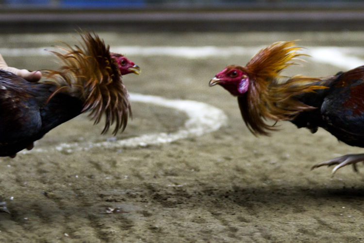 Essex Men Found Guilty Of Staging Cock fighting In Seven Kings