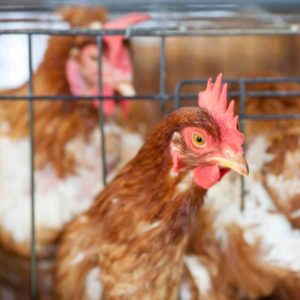 Poultry Owners Warned Of UK Bird Flu