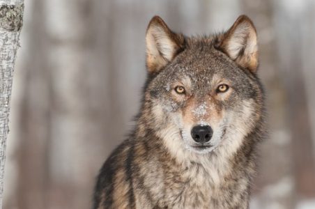 Wolf On Loose From UK Wolf Conservation Sanctuary