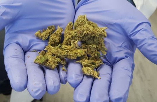 Researchers: Illegal Skunk Cannabis In UK Is Linked To Psychosis
