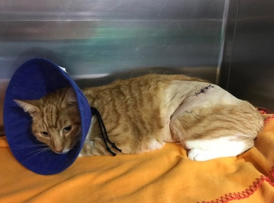 Miraculous Stray Cat Recovering After Emergency Surgery