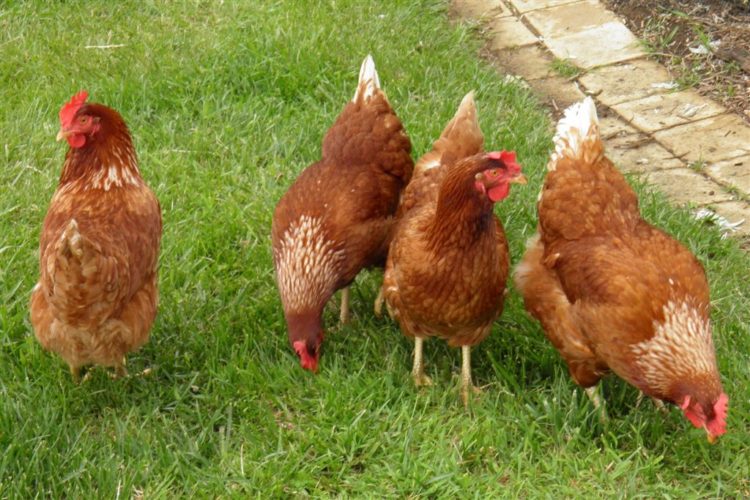 Welfare Code For Laying Hens  In Uk Must Be Possessed By All Owners