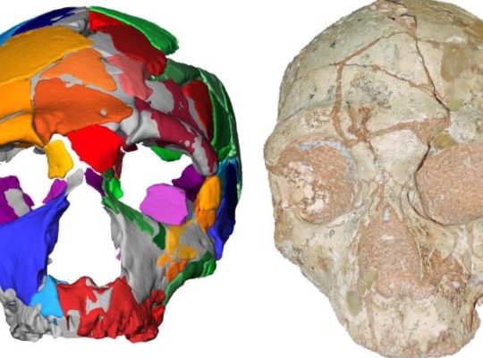 Scientist’s Amazing  Discovery Of Oldest Human Skull In Greece