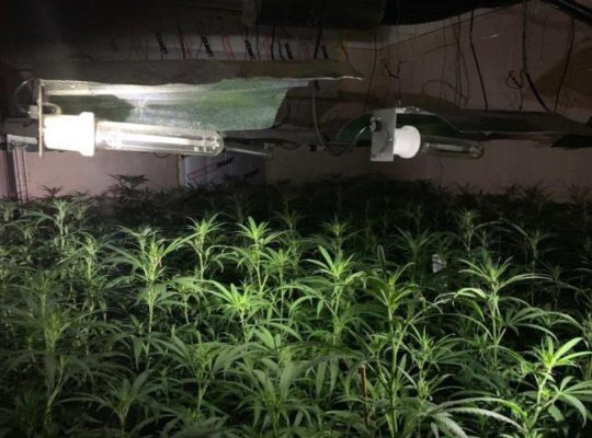 Met Police Seize £1m Worth Of Cannabis Growth In Goodmayes Clinic