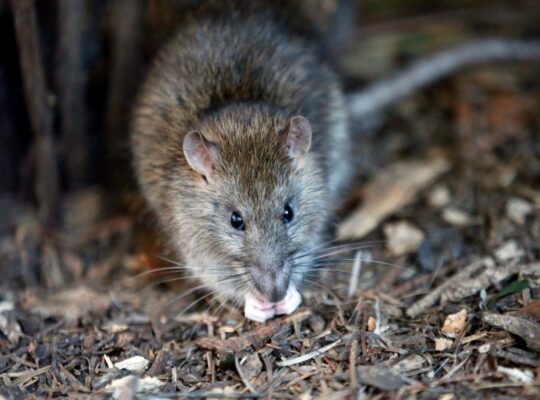 Canadians In Toronto Fear Covid-19 Is Unleashing Rats With New Diseases