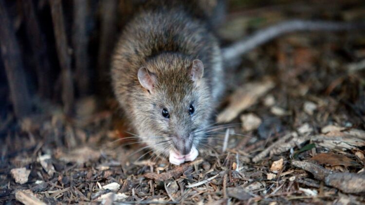 Canadians In Toronto Fear Covid-19 Is Unleashing Rats With New Diseases