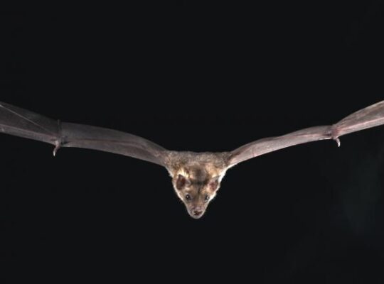 Genes Allow Bats Fight Off Deadly Covid-19 Virus Discovered
