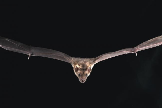 Genes Allow Bats Fight Off Deadly Covid-19 Virus Discovered