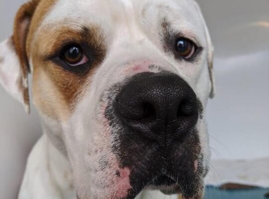 Abandoned Dog Burned With Cigs Chained Outside RSPCA  Leeds