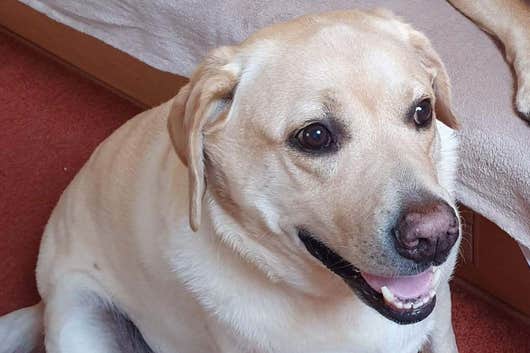 Labrador Dog Rushed To Emergency Clinic After Eating Its Lead
