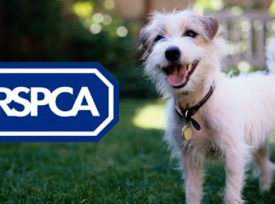 RSPCA Investigates Drowned Dog Found Tied To Lawnmower