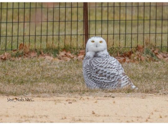 Snowy Owl Spotted In New York For First Time In 130 Years