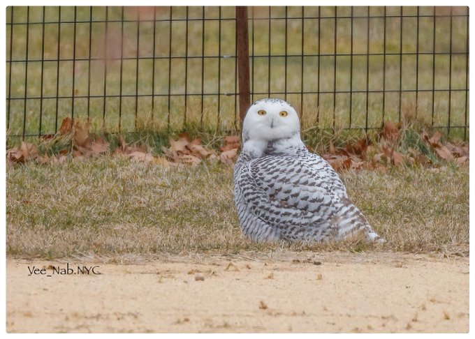 Snowy Owl Spotted In New York For First Time In 130 Years