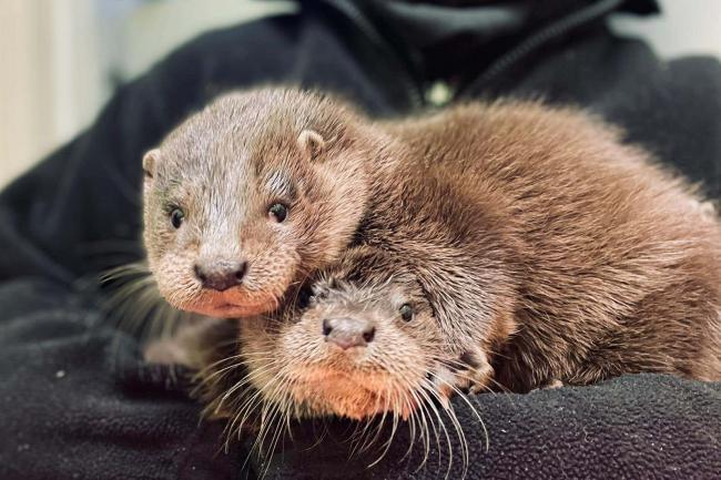 Otter Cubs Rescued After Wondering Streets Looking For Mother