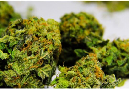 Essex Man Jailed For Cannabis Production Worth An Estimate £135k Following Drug Raid