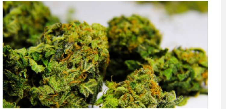 Essex Man Jailed For Cannabis Production Worth An Estimate £135k Following Drug Raid