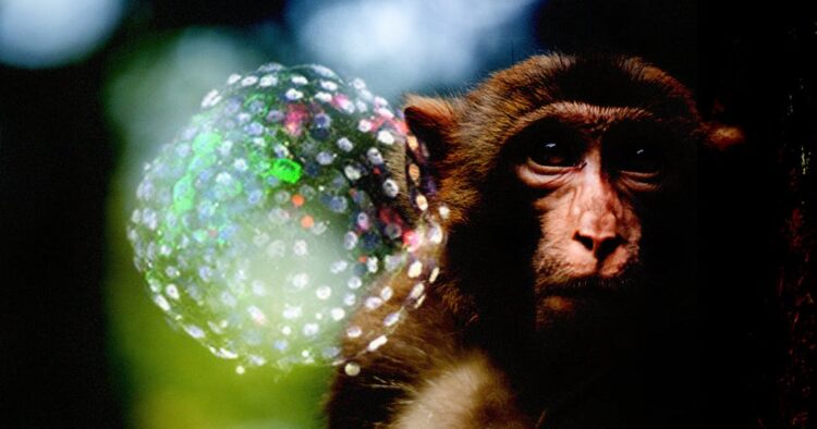 Scientists Create Embryos That Are Mixture Of Human And Monkey