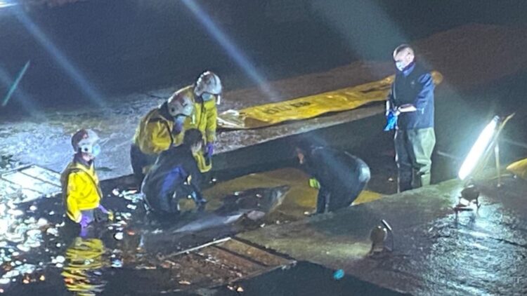 Trapped Whale On River Thames Freed