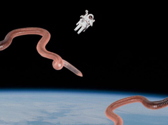 Hundreds Of Worms Flown To International Space Station To Understand Human Muscle Loss