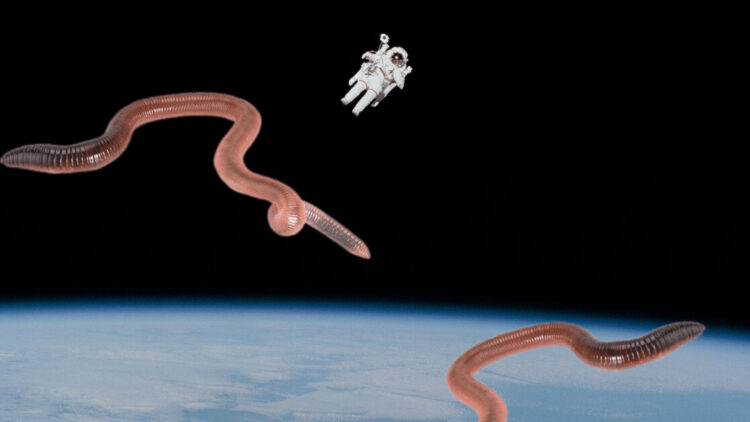 Hundreds Of Worms Flown To International Space Station To Understand Human Muscle Loss