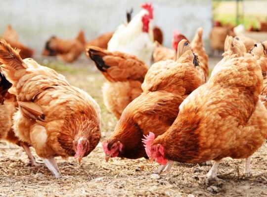 Bird Flu Outbreak Leads To Avian Influenza Prevention Zone