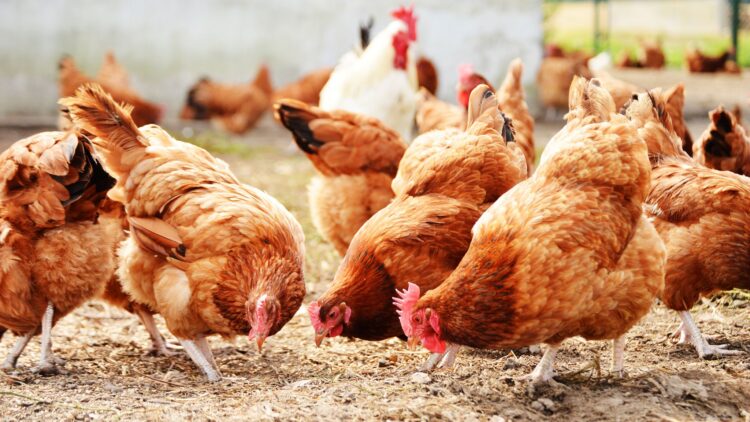Bird Flu Outbreak Leads To Avian Influenza Prevention Zone