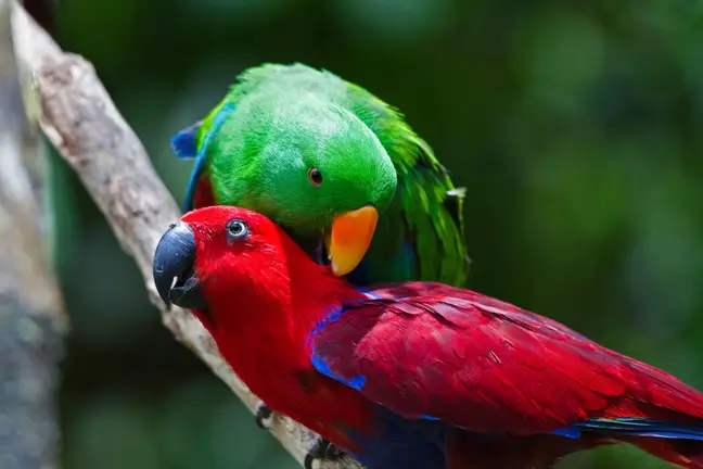 Entertaining Parrot Sings Identical Version Of Iphone Ringtone