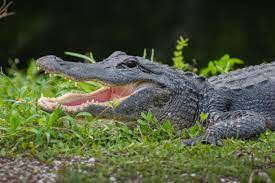 Seven Foot Alligator Bites  Man From Florida After Mistaken It For Dog