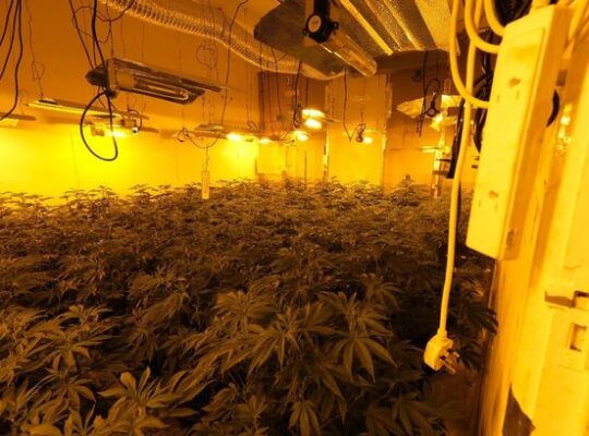 Nottinghamshire Police  Arrest 2  After Seizing £850K Worth Of Cannabis Plants