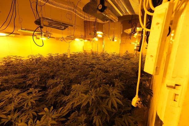 Nottinghamshire Police  Arrest 2  After Seizing £850K Worth Of Cannabis Plants