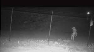 U.S Officials Appeal For Help In Identifying Mysterious Figure Caught On Camera In Texas Zoo