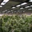 Three Arrested And £25K Seized In Birmingham After Cannabis Grow Discovered In Human Trafficking Case