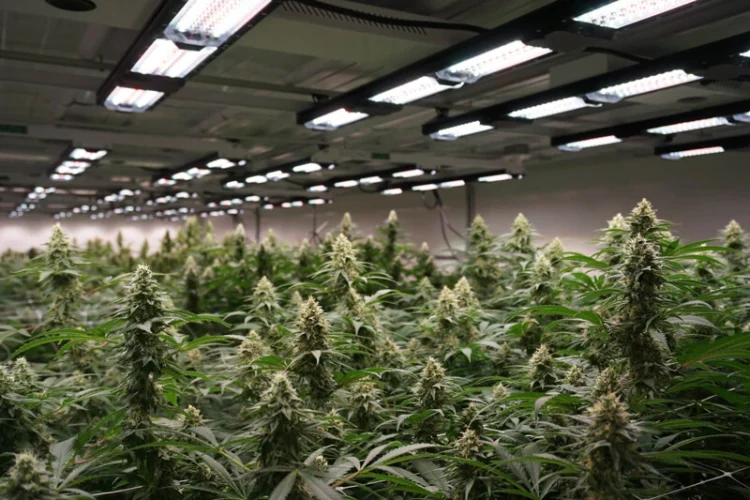 Three Arrested And £25K Seized In Birmingham After Cannabis Grow Discovered In Human Trafficking Case