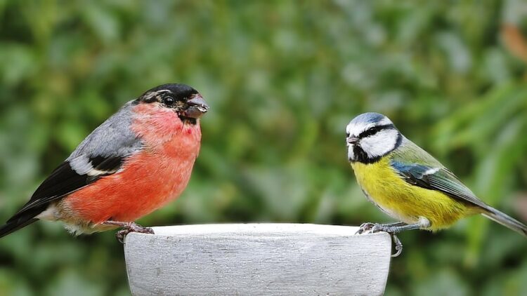 New Research Shows That Exposure To Bird Choruses Boost Mental Health