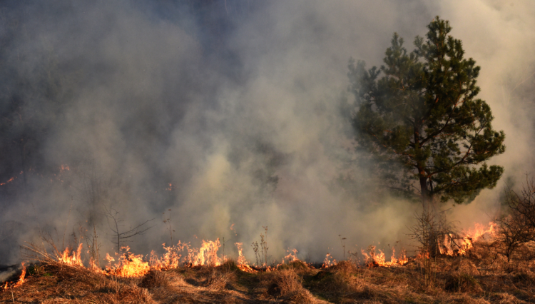 Smoke From Canadian Wildfires Spread To Pennyslvania