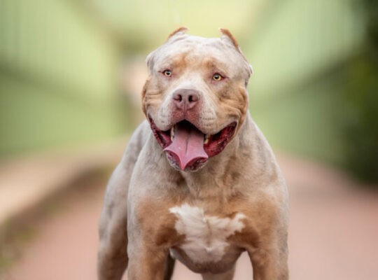 XL Bully Dog Owners Reminded To Comply With Law