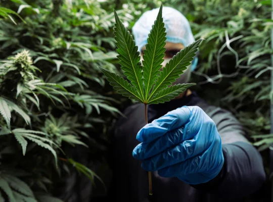 Scottish Borders Set for Growth: Medicinal Cannabis Producer to Create 100 Jobs Amid Expansion