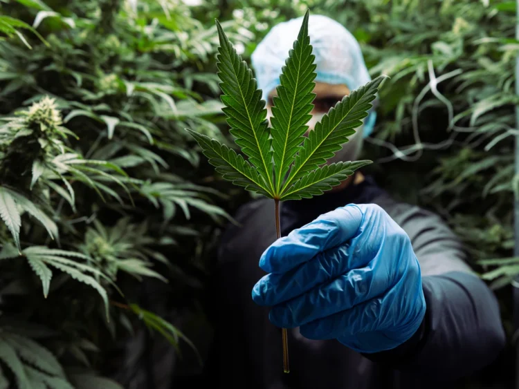 Scottish Borders Set for Growth: Medicinal Cannabis Producer to Create 100 Jobs Amid Expansion