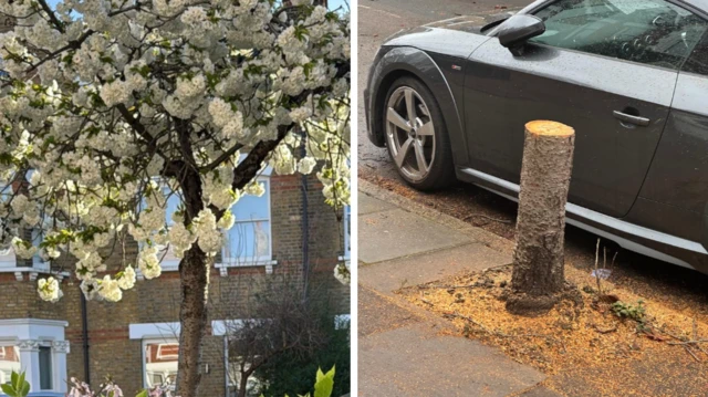 Human Error Blamed After Mature Cherry Tree Is Wrongly Cut Down in Richmond