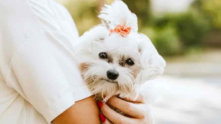 How Gen Z Embraces ‘Pet Parenthood’ as Babies Slip Out of Financial Reach