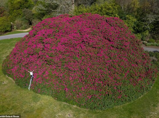 England’s Giant Rhododendron Now as Big as 10 Double‑Decker Buses