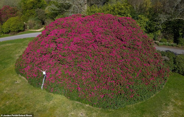 England’s Giant Rhododendron Now as Big as 10 Double‑Decker Buses