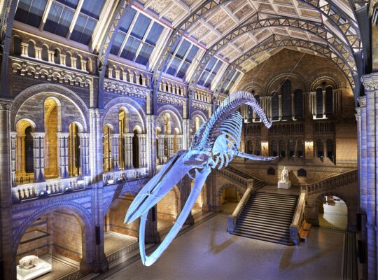 Natural History Museum Becomes UK’s Top Attraction For Visits