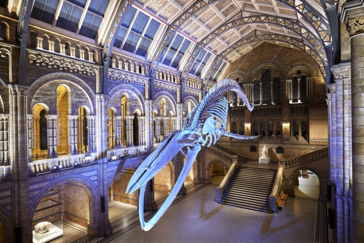 Natural History Museum Becomes UK’s Top Attraction For Visits