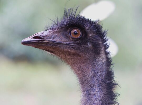 Missouri Hailstorm Kills Zoo Emu, Grounds Flights and Wrecks Hundreds of Cars